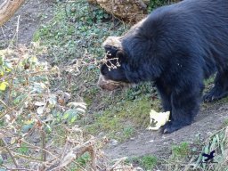 Tiergarten Schönbrunn am 05.03.2026